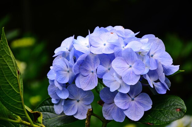 Foto hydrangea macrophylla en el jardín