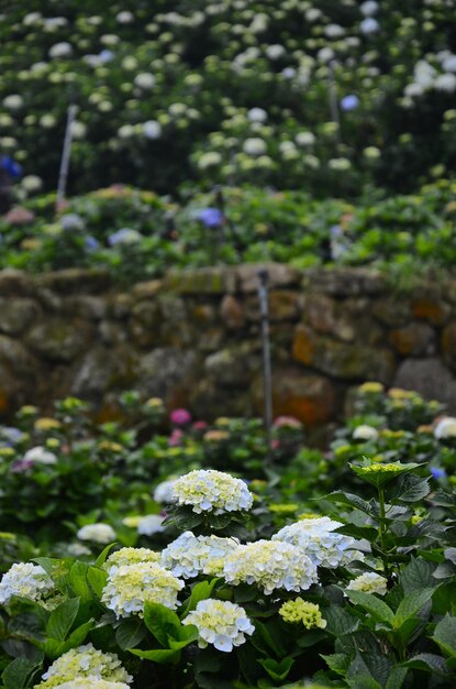 Hydrangea macrophylla en el jardín