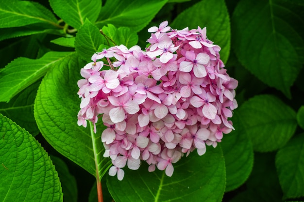 Hydrangea macrophylla rosa