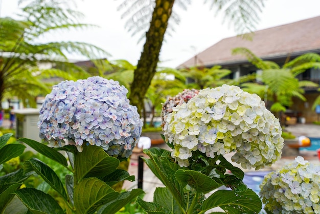 Foto hydrangea nombres comunes hortensia u hortensia,