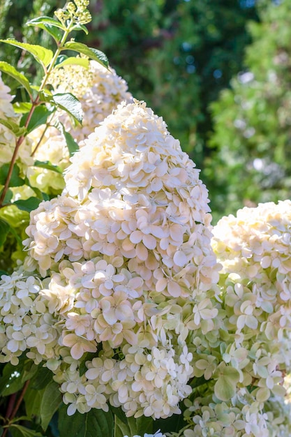 Hydrangea paniculata a hortênsia paniculada é uma espécie de planta com flor da família Hydrangeaceae Lindas flores brancas