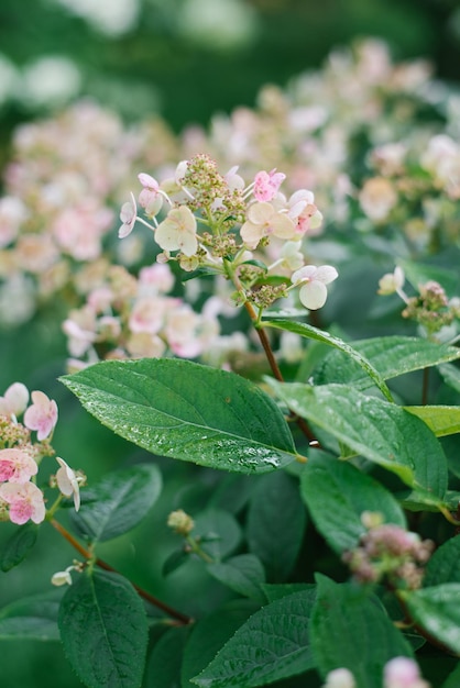 Hydrangea Paniculata flores Early Sensation en verano en el jardín