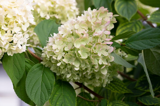 Hydrangea paniculata la hortensia en pánico es una especie de planta con flores