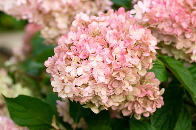 Hydrangea paniculata la hortensia en pánico es una especie de planta con flores