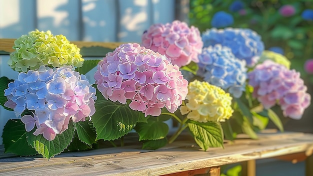 Hydrangea-Pflanzen in Bright