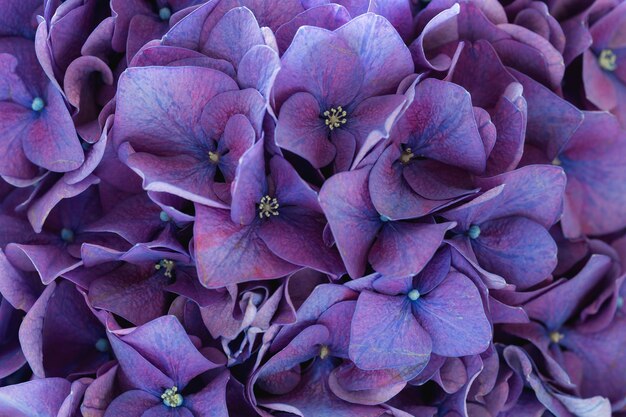 Hydrangea roxa