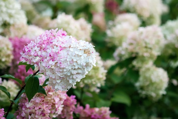 Hydrangea Vanille Fraise floreciendo con flores rosas y blancas en el jardín de verano