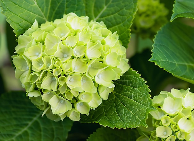 Hydrangeablume grün