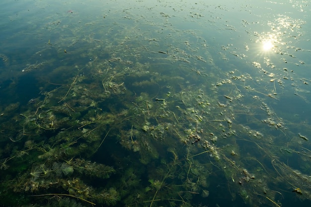 Hydrilla ou waterthyme Hydrilla verticillata Espécie invasora em lago de água doce Erva aquática