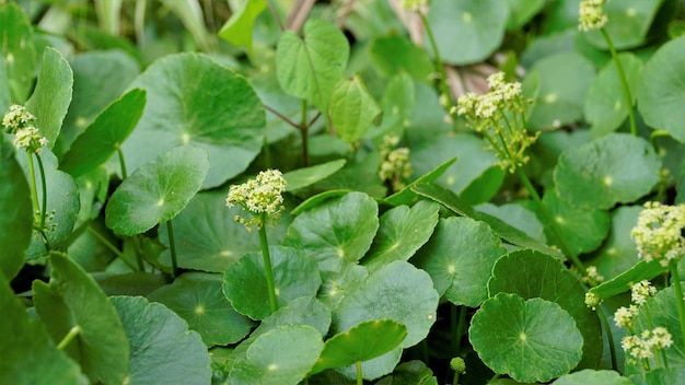 Hydrocotyle verticillata, auch bekannt als Whorled Marshmennywort