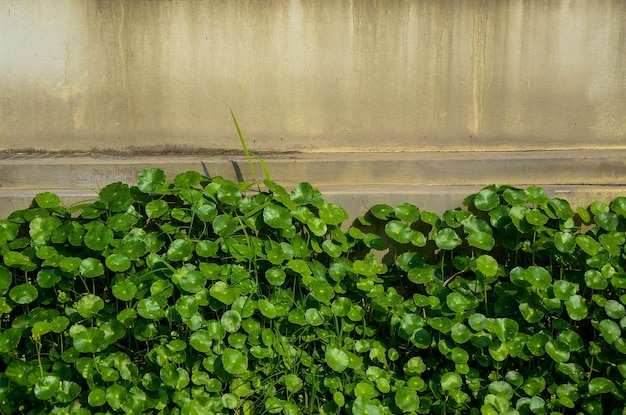 Hydrocotyle verticillata o Planta Paraguas Verticilada