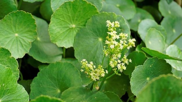 Hydrocotyle verticillata também conhecido como marshpennywort Whorled