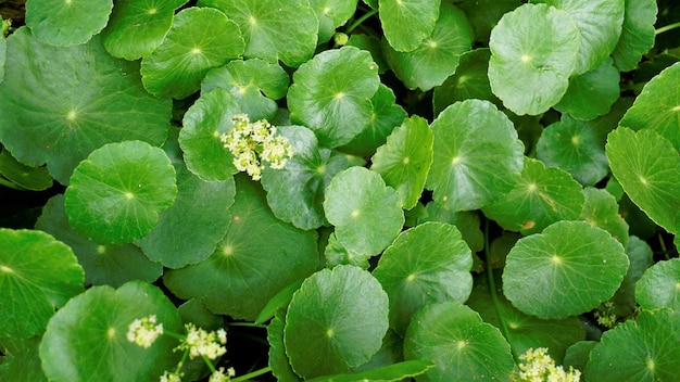 Hydrocotyle verticillata também conhecido como marshpennywort Whorled