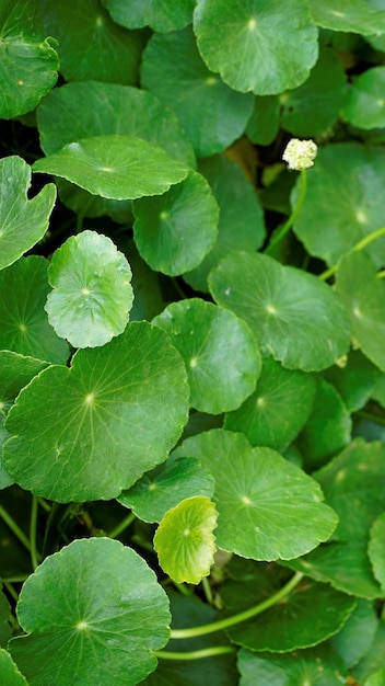 Foto hydrocotyle verticillata también conocida como marshpennywort verticilada