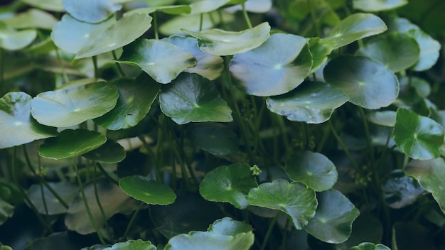 Foto hydrocotyle vulgaris