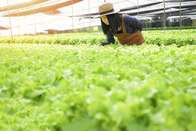 Hydrokulturgemüse aus Hydrokulturfarmen frischer grüner Eichensalat, der im Garten wächst Frau pflückt Hydrokulturpflanzen auf Wasser ohne Boden Landwirtschaft Bio-Lebensmittel Natur