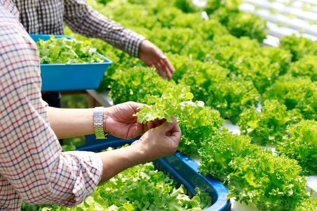 Hydroponics Farm, Worker Harvesting und Sammeln von Umweltdaten von Bio-Hydroponikgemüse aus Salat im Gewächshaus-Farmgarten.