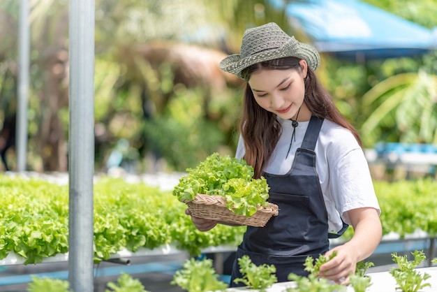 Hydroponics Gemüsefarm. Junge asiatische Frau lächelt, die Gemüse von ihrer Hydrokulturfarm erntet.