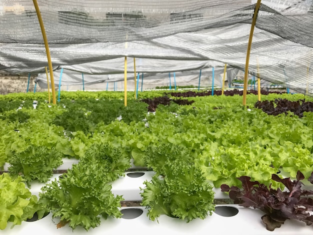 Hydroponics Organic vegetables Granjas en Tailandia