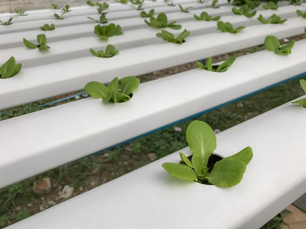 Hydroponics Organisches Gemüse Bauernhöfe in Thailand