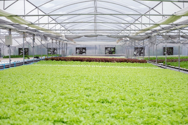 Hydroponik der Salatfarm, die im Gewächshaus für den Export auf den Markt wächst. Innenraum der Hydroponik. Gemüsefarm in der Hydrokultur.