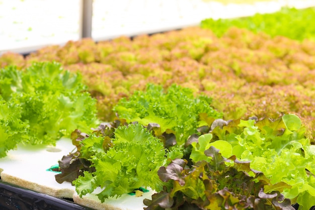 Hydroponische Kopfsalate im Hydroponischen Rohr