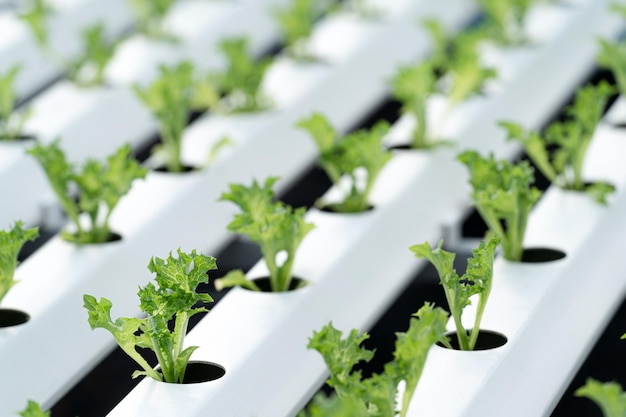 Hydroponischer Salat in hydroponischen Rohrpflanzen mit mineralischen Nährlösungen in Wasser ohne Erde