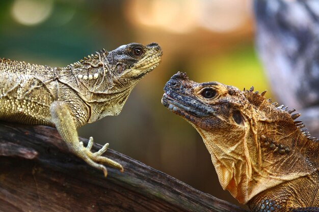 Hydrosaurus comúnmente conocido como dragones de aletas de vela o lagartos de aletas de vela