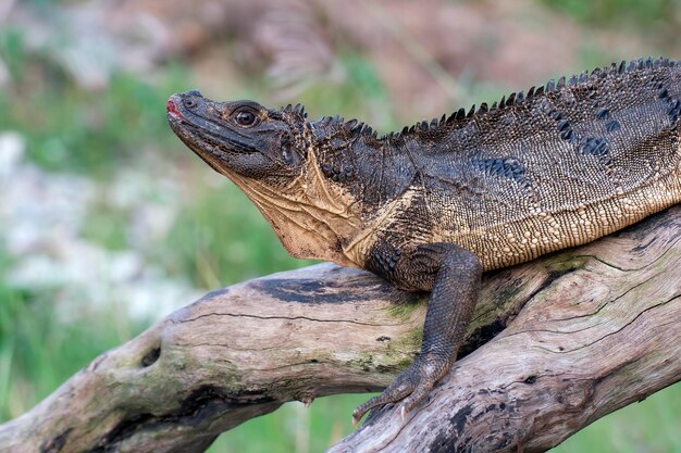 Hydrosaurus weberi auf einem Ast