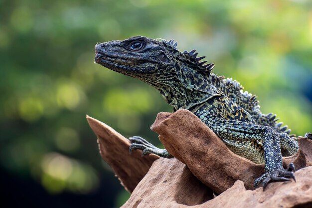 Hydrosaurus weberi em um galho de árvore