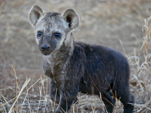 Hyena Cub no Parque Nacional Kruger