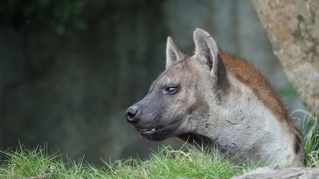 Hyena Tüpfelhyäne Crocuta crocuta Gefährlicher Hund auf dem Grasgebiet