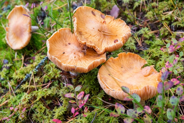 Hygrophoropsis aurantiaca oder falscher Pfifferling im Nadelwald