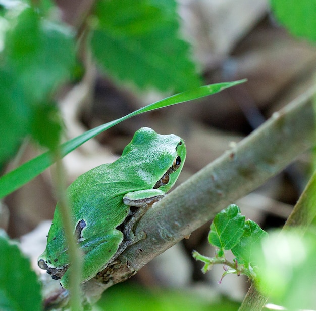 Hyla arborea, rana arborícola europea