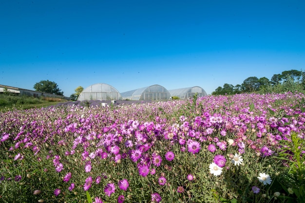 Hylichrysam de flor de palha rosa na plantação e grandes estufas ao fundo