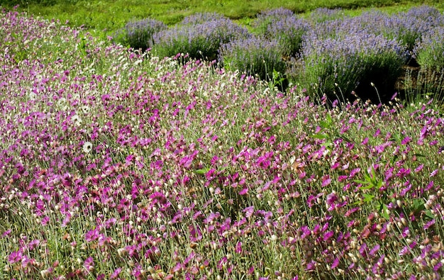 Hylichrysam de flor de paja rosa y blanca en la plantación y el campo de lavanda