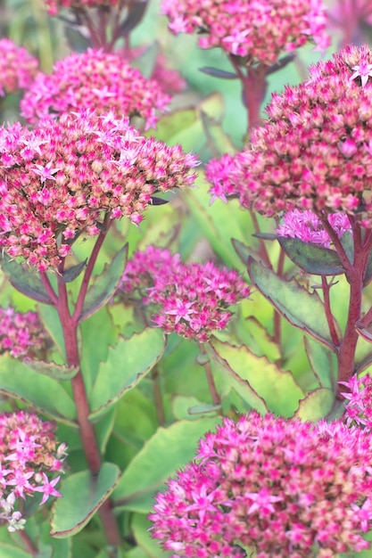 Foto hylotelephium telephium (orpine, livelong, life-everlasting, witch's moneybags) em flor. fundo de plantas suculentas de floração. suculentas com flores rosa brilhantes