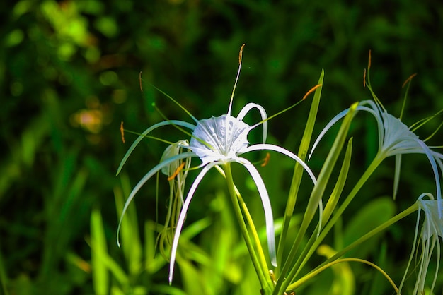 Hymenocallis littoralis planta de lirio de la araña de la playa