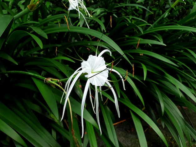 Hymenocallis sp im Garten