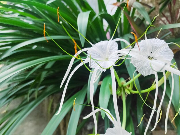 Hymenocallis speciosa oder Strandspinnenlilie ist eine wunderschöne weiße Blume mit grünen Blättern