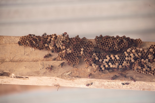 Hymenoptera auf Holz. Wespennest.