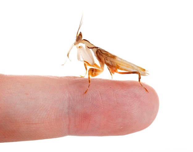 Hymenopus coronatus en estudio