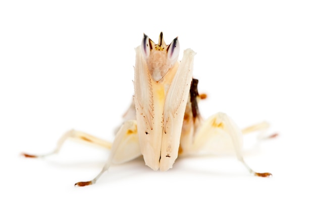 Hymenopus coronatus masculino e feminino, também conhecido como mantis da orquídea da malásia,