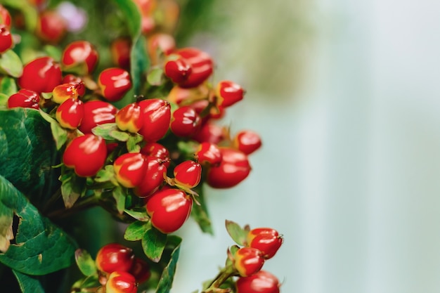 Hypericum auf einfachem dunklem Hintergrund