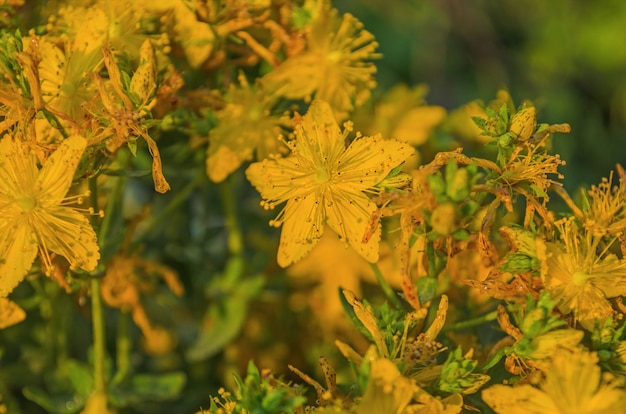 Hypericum close-up