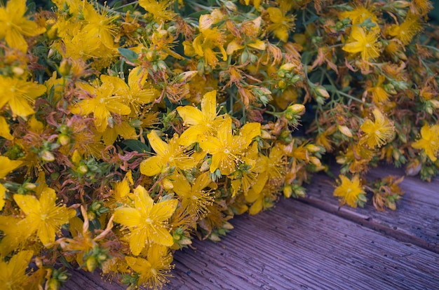 Hypericum close-up