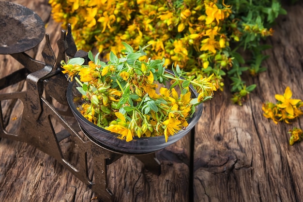 Hypericum flower.Herbal medicina.