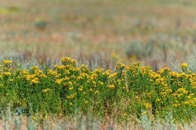 Hypericum ou st johns wort lindas flores no campo