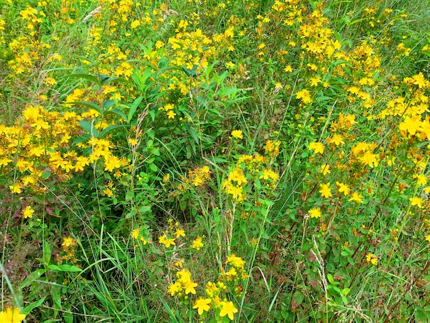 Hypericum perforatum crece en el campo, plantas medicinales.