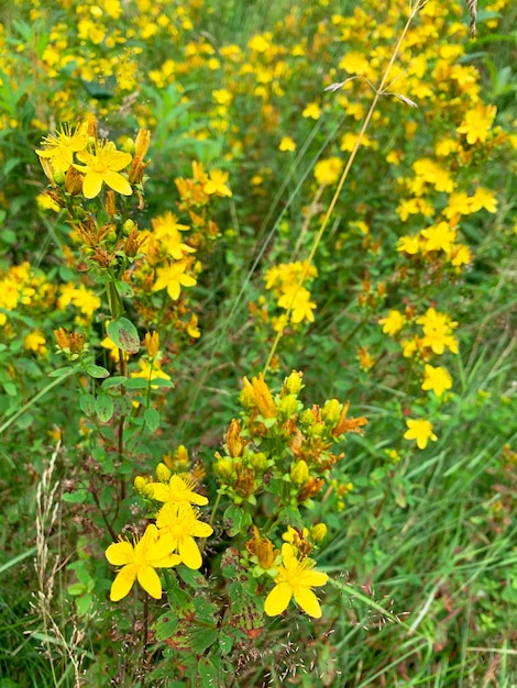 Hypericum perforatum crece en el campo, plantas medicinales.